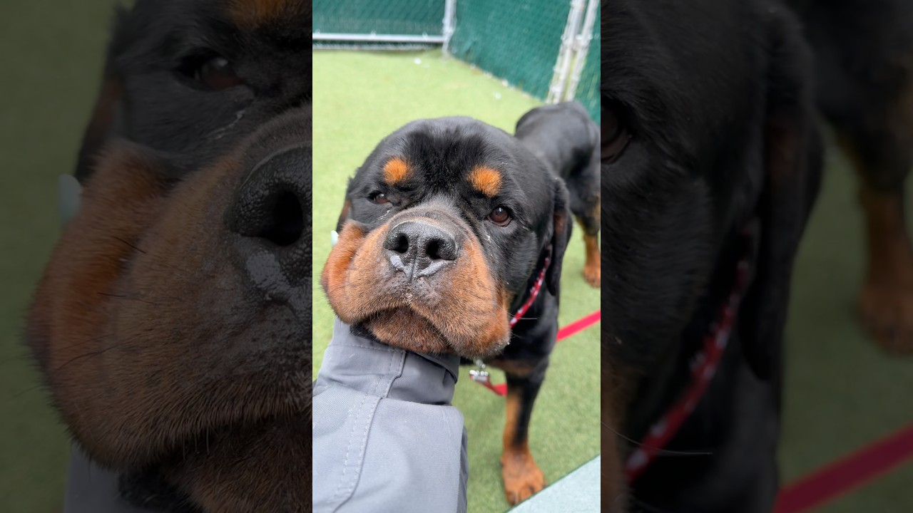 Enlarge Biggs, a ADOPTABLE Rottweiler in Prospect, CT video 2/2