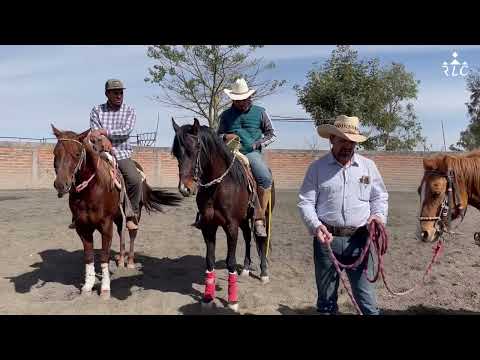 C13P3 THE ROAD TO FUTURITY VIP