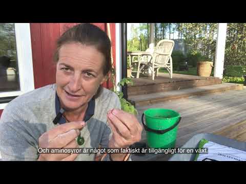 Jenny från bokashi.se - Del 17 - Hur fungerar bokashi i jorden?