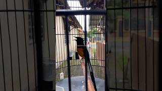 Download lagu Murai Batu Isian Perkici Sambung Greja mp3 Download lagu Murai Batu Isian Perkici Sambung Greja mp3