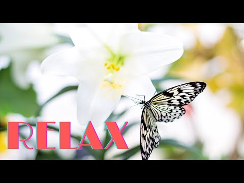 🎵 Relaxe e Sinta-se bem com Música Relaxante  | Sono tranquilo.