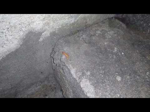 Pirilampo - Lampyris Noctiluca (Mação - Portugal)