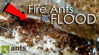 FIRE ANTS vs FLOOD! | What Happens to Ants When It Rains?