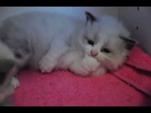 3 weeks old Ragdoll kittens !!!