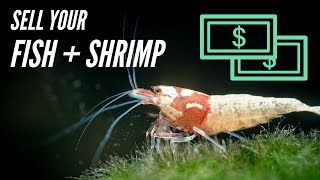 How To Sell Your Fish and Shrimp Easily for Aquariums