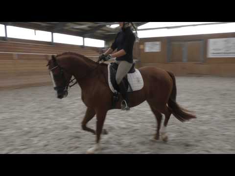 Katalog Nr. 1 - Wolfersdorf 19.-21.September - Verkaufsschau