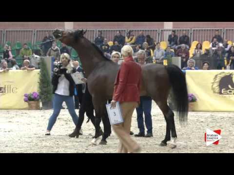 N.84 SALEMAN - Milan 2016 - Stallions 4-6 years old (Class 10)