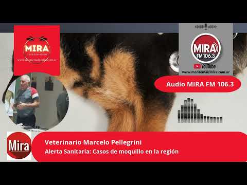 Marcelo Pellegrini: Médico Veterinario de Monte Maíz