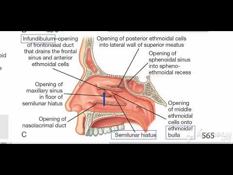 Lateral walls of nasal cavity 2