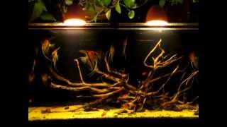 A Black water biotope - Pt. Scalare Manacapuru