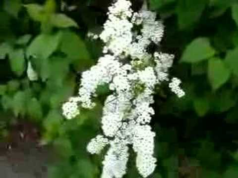 white flowers