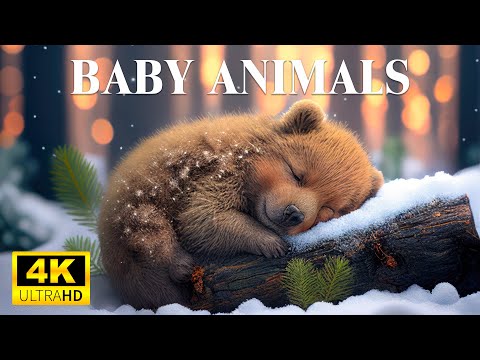 The Cutest Young Wild Animals In The World With Relaxing Music. Baby Animals 4K 60FPS