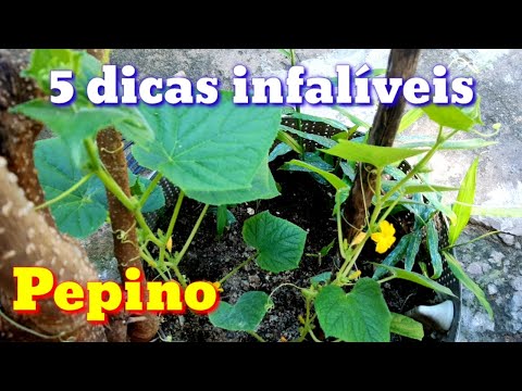 , title : 'Pé de Pepino nasce e morre 5 dicas infalíveis para ter sucesso com o Pé de Pepino'