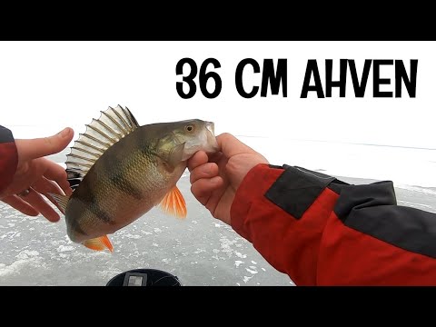 AHVENEN PILKINTÄÄ MIKROJIGILLÄ - LUMIJOEN VARJAKKA - ORKA MIKROJIGIT