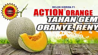 Download lagu BISI Sahabat Petani : MELON 'AO' YANG BIKIN 'WAOW' PETANI KLATEN mp3 Download lagu BISI Sahabat Petani : MELON 'AO' YANG BIKIN 'WAOW' PETANI KLATEN mp3