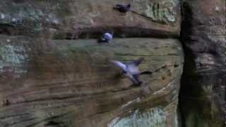 preview picture of video 'Cooing Pigeons, AKA Rock Doves at the Rock House, Hocking Hills State Park, Logan, Ohio'