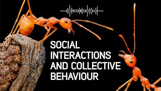 Social interactions and collective behaviour