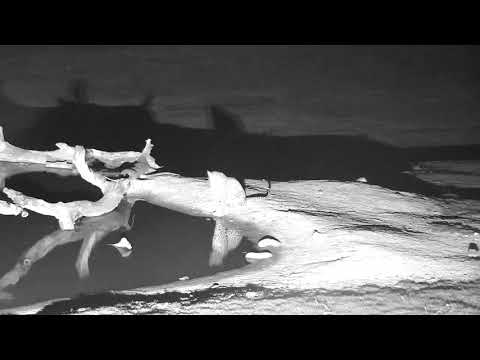 Djuma: Hosana male leopard looking to see what he can get in to - 03:41 - 12/14/18