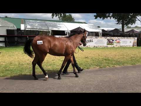 Reliable Man x Symphony Rock filly. Lot 640.
