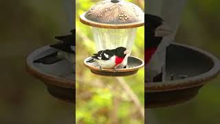 Download lagu Rose-breasted Grosbeak #shots mp3