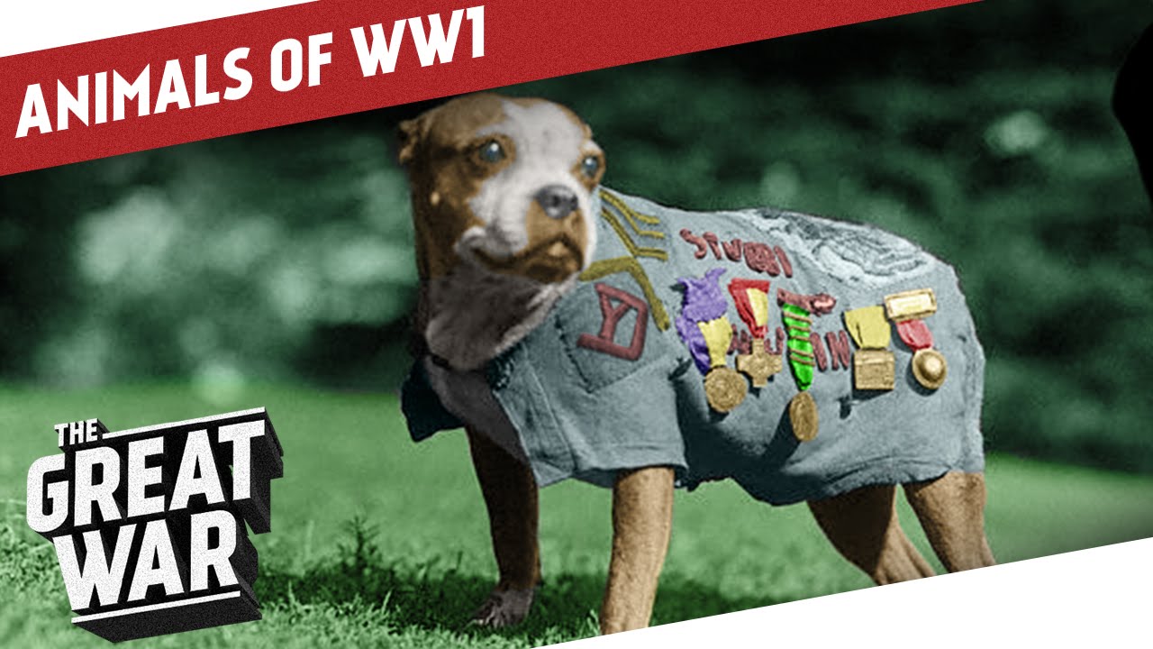 Companions In The Trenches - Animals of World War 1