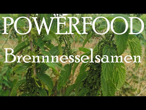 Powerfood 💪 Leckere Brennnesselsamen ernten und trocknen!
