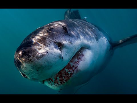 Самая большая в мире белая акула   Мир дикой природы