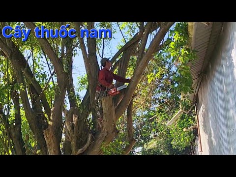 Cưa cây Méc siêu khủng gần nhà / Sawing a super huge Mec tree near my house | T649