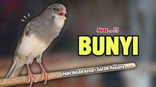 Download lagu Kenari GACOR Panjang Suara PANCINGAN Kenari PAUD Belajar Bunyi Ngeriwik | Masteran Kenari Paud #696 mp3