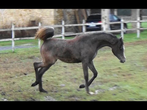 SH Shamina 2022 arabian horse filly