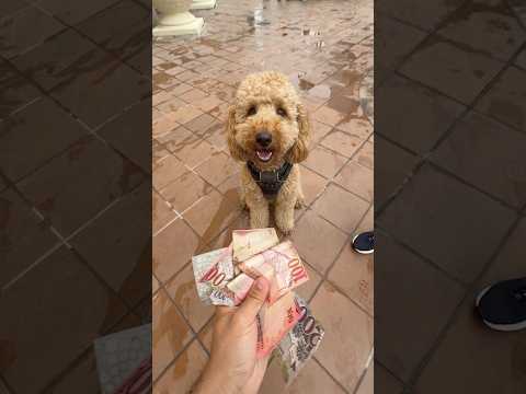 ممكن اشتري كلبك؟