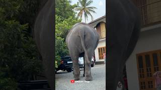 ദാ വീണ്ടും വണ്ടി ഇവിടെ ഇട്ടിരിക്കുന്നു i kaveri elephant malappuram aana kaveri shorts