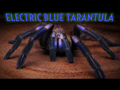Sklípkavec elektromodrý (Chilobrachys natanicharum) — terárium, kŕmenie a správanie