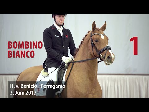 01 Bombino Bianco Hengst v. Benicio - Ferragamo
