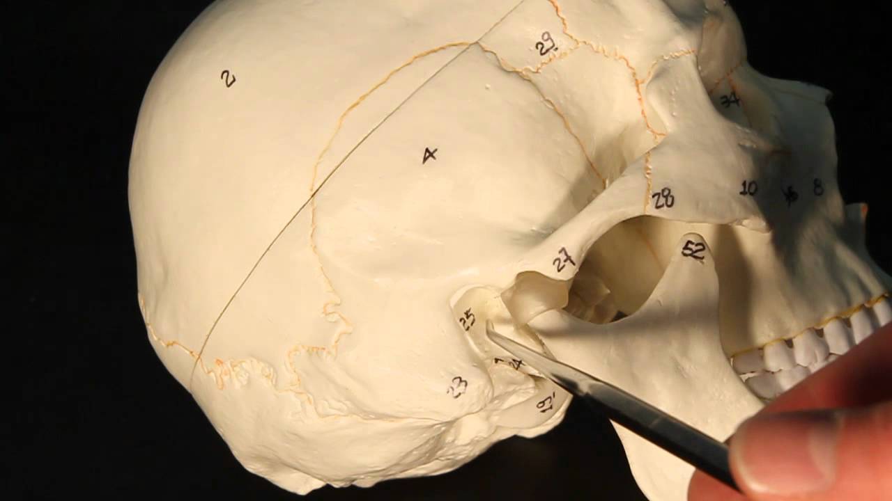 Temporal Bone 🦴 #SkullAnatomy