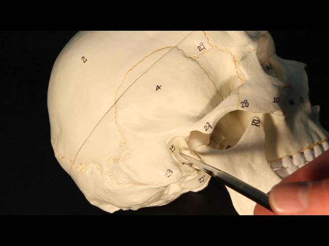 Videouttalande av zygomatic arch Engelska