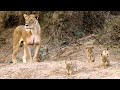 Newborn Lion Cubs Are Introduced To Their Cousins