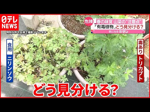 メギ: 有毒ですか、それとも食用ですか? 植物