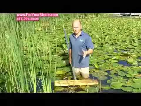 Lily Pad Root Control - Lily Pads Removed By The Root