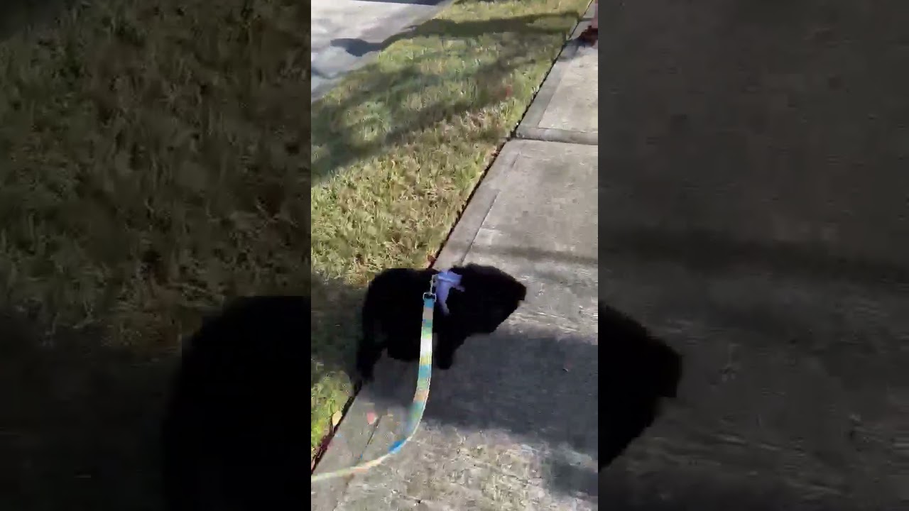 Enlarge Daisy, an adopted mixed breed in Missoula , MT video 4/4