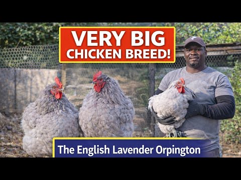 English Lavender Orpington