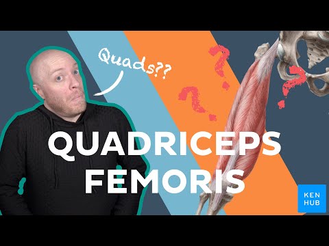 Anatomy of the quadriceps femoris muscle | Kenhub