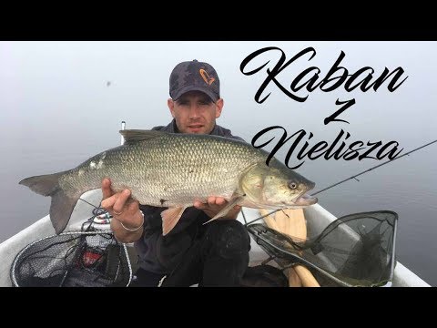 Wielki Boleń | Bolenie z zaporówki | Asp Fishing