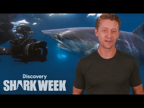 最高のサメのパパラッチ｜シャークウィークのデイリーバイト (The Best Shark Paparazzi | Shark Week's The Daily Bite)