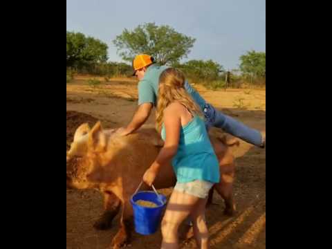 Lucas Boiadeiro foi montar no porco e veja no que deu .....ha ha ha ha