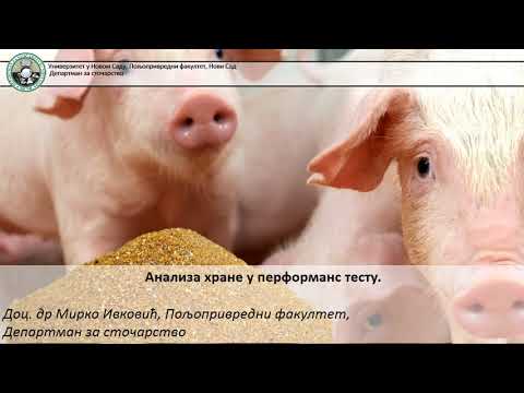 Najava -  Dan svinjara