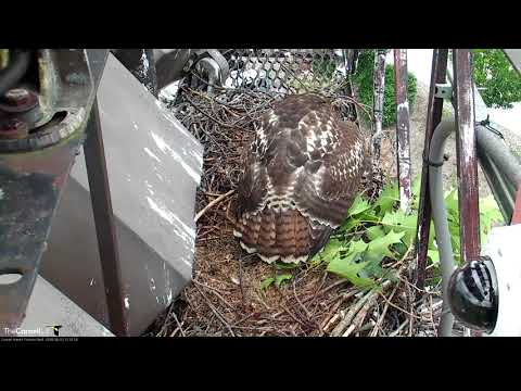 Fledgling Mantles Prey After BR Arrives at Nest – June 13, 2018