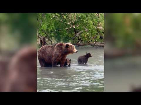 МЕДВЕЖЬИ ЦЕННОСТИ | Новости Камчатки | Масс Медиа