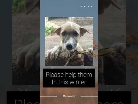 save dogs || dog love || help || sad || feed || stray dogs || cute puppies @aarzooyt || feelings