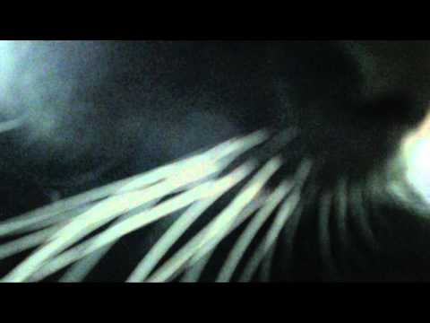 download lagu mp3 mp4 Artsy Cats, download lagu Artsy Cats gratis, unduh video klip Artsy Cats